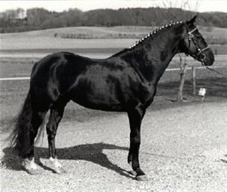 Sarai Familiealbum - Farfarfar(oldefar) - Cansas
DSP billede 8