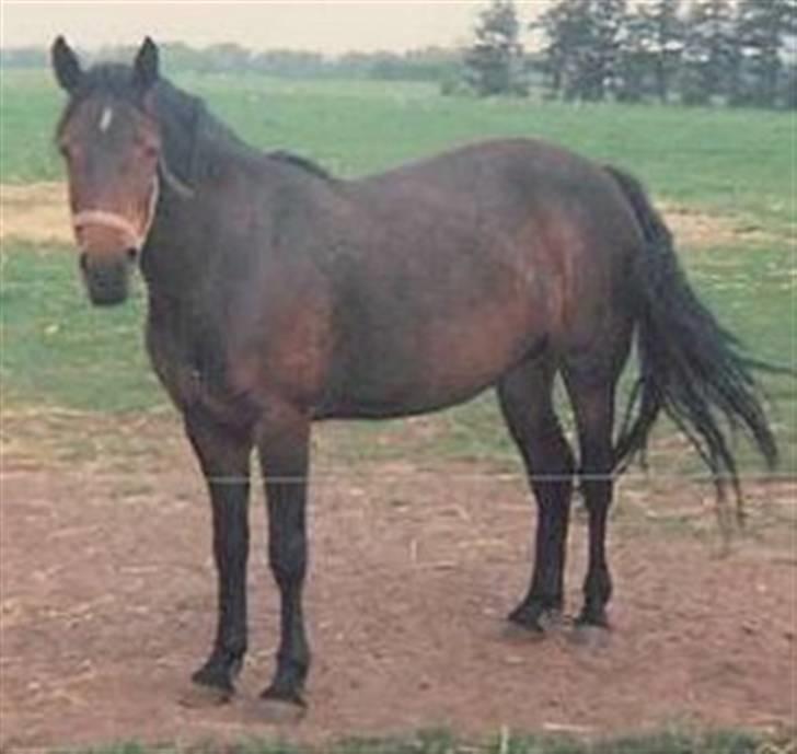 Sarai Familiealbum - Morfarmor(oldemor) - Hedevejens Complicate
Conn. billede 13