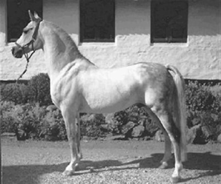 Sarai Familiealbum - Mormorfar(oldefar) - Astara OX
Fuldblods araber billede 14