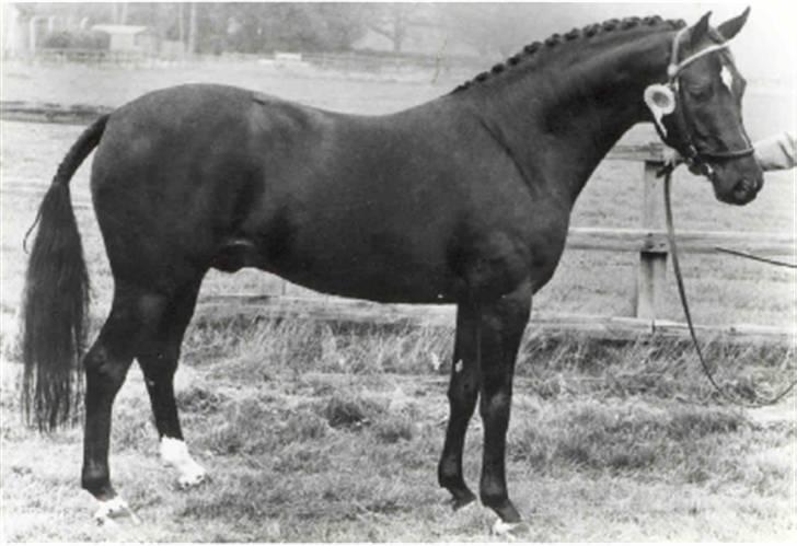 Sarai Familiealbum - Farfarfarfar(tipoldefar) - Forge Cirrus
Engelsk Ridepony billede 16