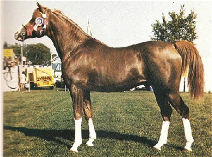 Sarai Familiealbum - Farmorfarfar(tipoldefar) - Shirar
Fuldblods Araber billede 20