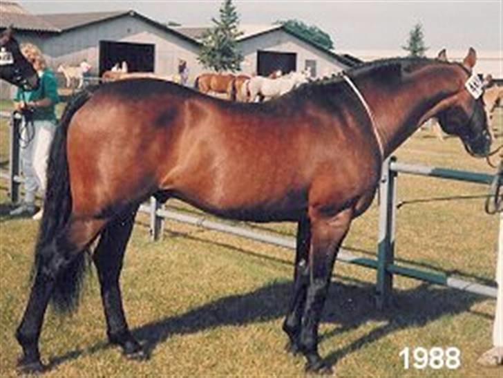 Sarai Familiealbum - Morfarfarfar(tipoldefar) - Rory Ruadh
Conn. billede 24