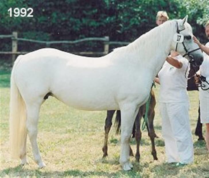 Sarai Familiealbum - Morfarfarmor(tipoldemor) - Lambay Marie
Conn. billede 25