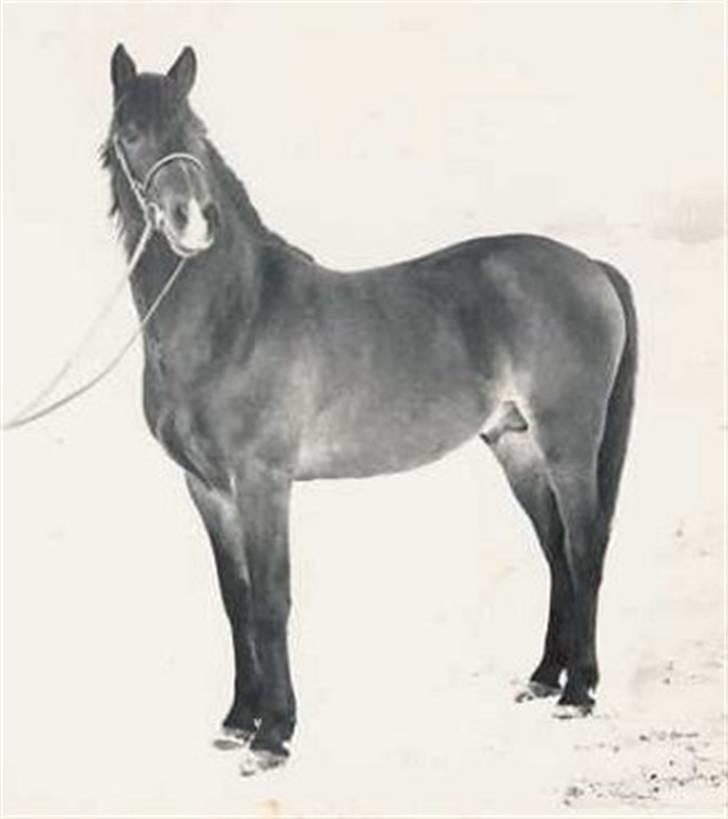 Sarai Familiealbum - Morfarmorfar(tipoldefar) - Øxenholm Geronimo
Conn. billede 26