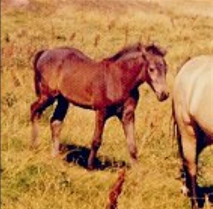 Sarai Familiealbum - Morfarmormor(tipoldemor) - Engøjs Fransisca
Conn.
(Har kun dette følbillede, skriv hvis du har et nyere) billede 27