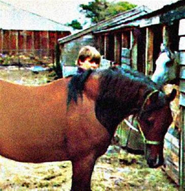 Sarai Familiealbum - Mormorfarfar(tipoldefar) - Nasmeshnik
Fuldblods Araber billede 28