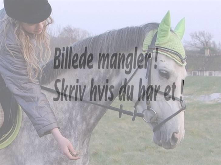 Sarai Familiealbum - Mormorfarmor(tipoldemor) - Ailsa ox
Fuldblods Araber billede 29