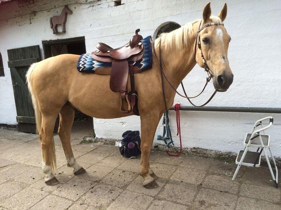 Alle heste jeg har redet i mit liv. <3 - Maccoy, Palomino, 1998. Maccoy er min part i Værløse mens jeg bor i Herlev. Sofie ejer hesten og han er lige nu i genoptræning. Jeg rider skridteture på ham og er lidt på banen fra jorden med ham. Er er lige begyndt at måtte blive travet. Jeg rider ham endnu og når det blir sommer så tror jeg at det blir lidt bedre med form og friskhed :) Opdatering 9. juni 2016. Maccoy rides nu i alle tre gangarter, men mangler lidt balance. Vi tager nogle fede ture og så lidt træning på banen. Nu skal træningen intensiveres, da det er varmere og jeg snart får ferie! Jeg arbejder i en kantine på DTU i lyngby og starter på KU efter sommeren, så nu må vi se. billede 76