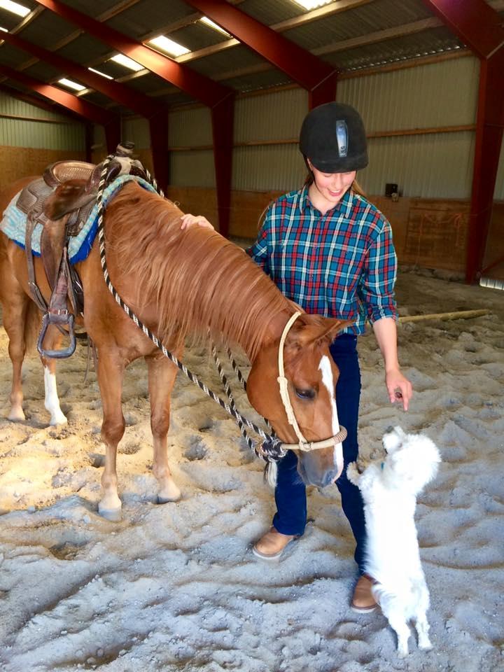 Alle heste jeg har redet i mit liv. <3 - Bountys Solid Peppy, American paint, 2012. Blaze, eller Marabou som han hed førhen, er min søsters nye hest. Han er vallak efter Big Foots Bounty og en palominohingst (quarter) fra VOSK. Jeg kan ikke lige huske farens navn. Blaze blev tilredet sidste år og min søster rider ham nu til både stævner, shows og på tur/bane derhjemme. Jeg har prøvet ham et par gange og engang imellem bytter vi, for min søster ejer mor og søn :) bounty kan ses i galleriet tidligere. billede 77