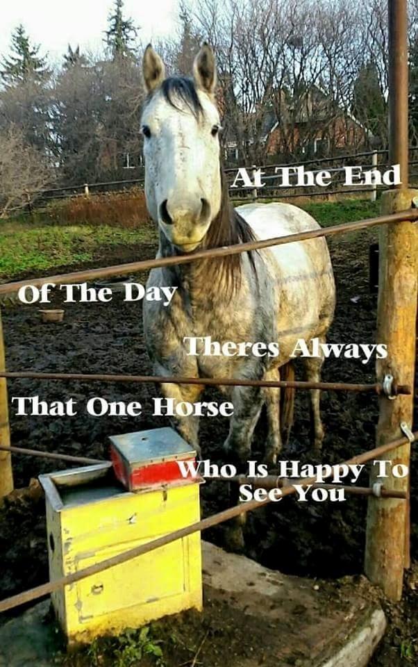 Blandet søde sjove billeder og tekster  billede 10