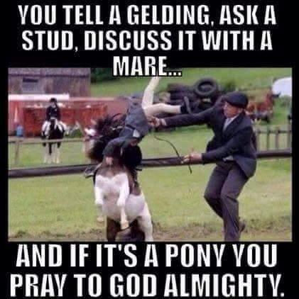 Blandet søde sjove billeder og tekster  billede 11