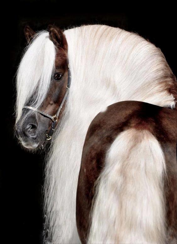 Blandet søde sjove billeder og tekster  billede 68