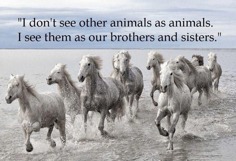 Blandet søde sjove billeder og tekster  billede 80