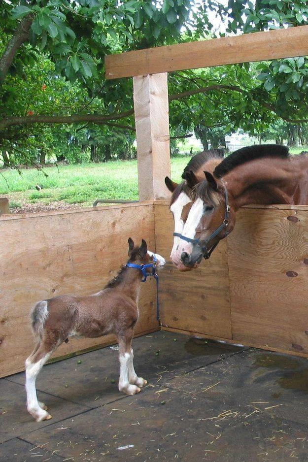 Blandet søde sjove billeder og tekster  billede 103