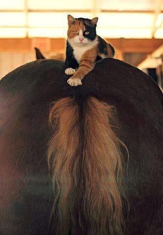 Blandet søde sjove billeder og tekster  billede 106