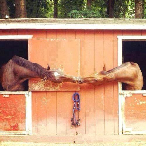 Blandet søde sjove billeder og tekster  billede 108