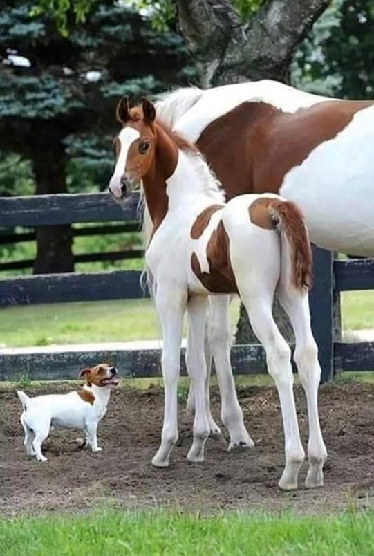 Blandet søde sjove billeder og tekster  billede 126