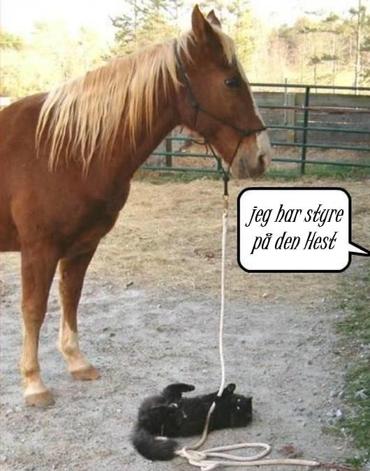 Blandet søde sjove billeder og tekster  billede 128