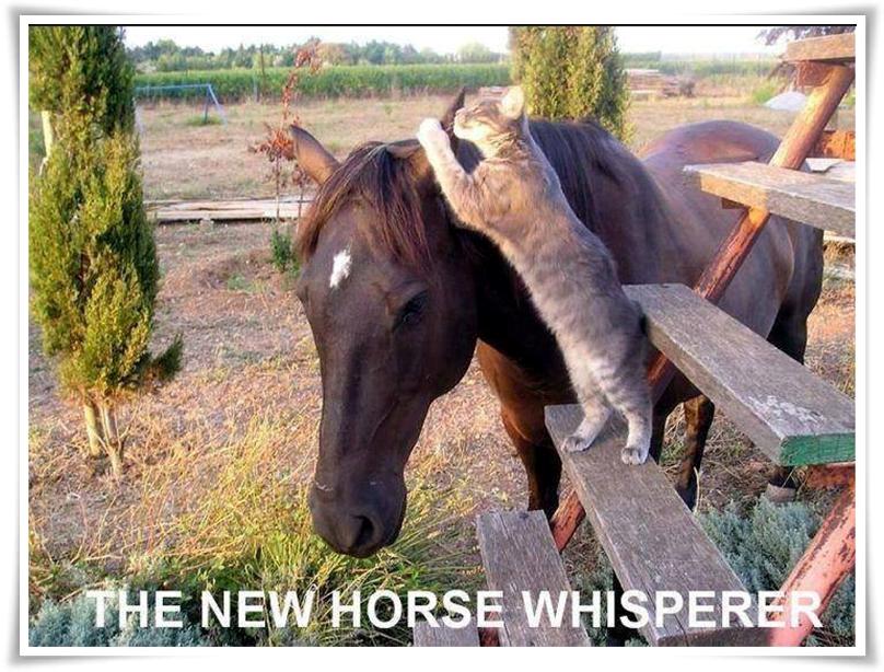 Blandet søde sjove billeder og tekster  billede 131