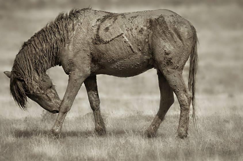 Blandet søde sjove billeder og tekster  billede 138