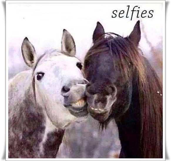 Blandet søde sjove billeder og tekster  billede 151