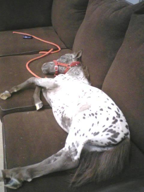 Blandet søde sjove billeder og tekster  billede 163