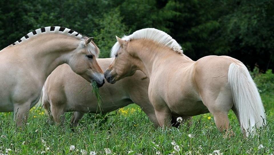 Blandet søde sjove billeder og tekster  billede 173