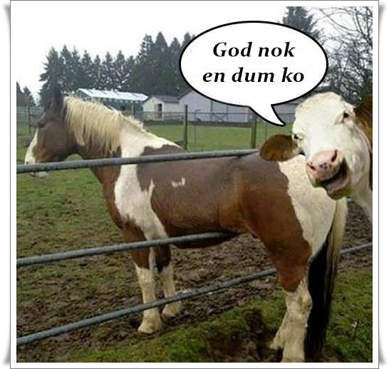 Blandet søde sjove billeder og tekster  billede 175