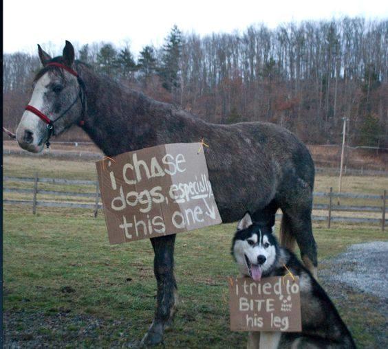 Blandet søde sjove billeder og tekster  billede 174