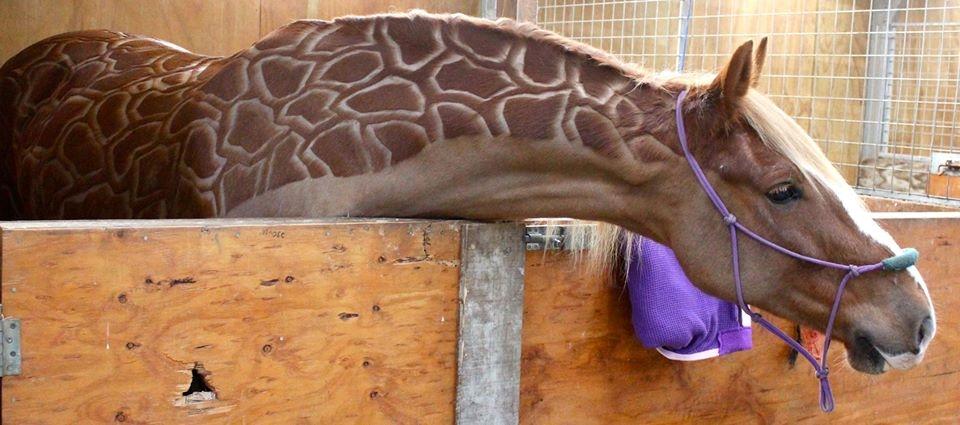 Blandet søde sjove billeder og tekster  billede 177