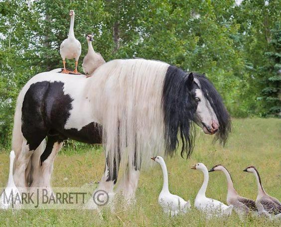 Blandet søde sjove billeder og tekster  billede 190