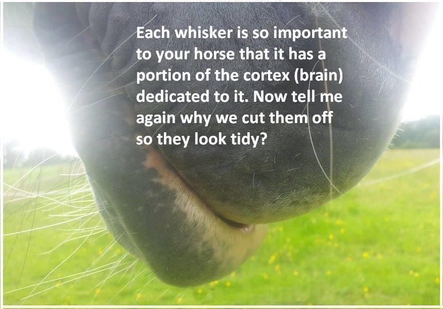 Blandet søde sjove billeder og tekster  billede 213