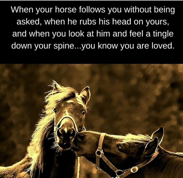 Blandet søde sjove billeder og tekster  billede 215