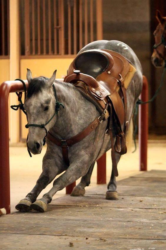 Blandet søde sjove billeder og tekster  billede 220