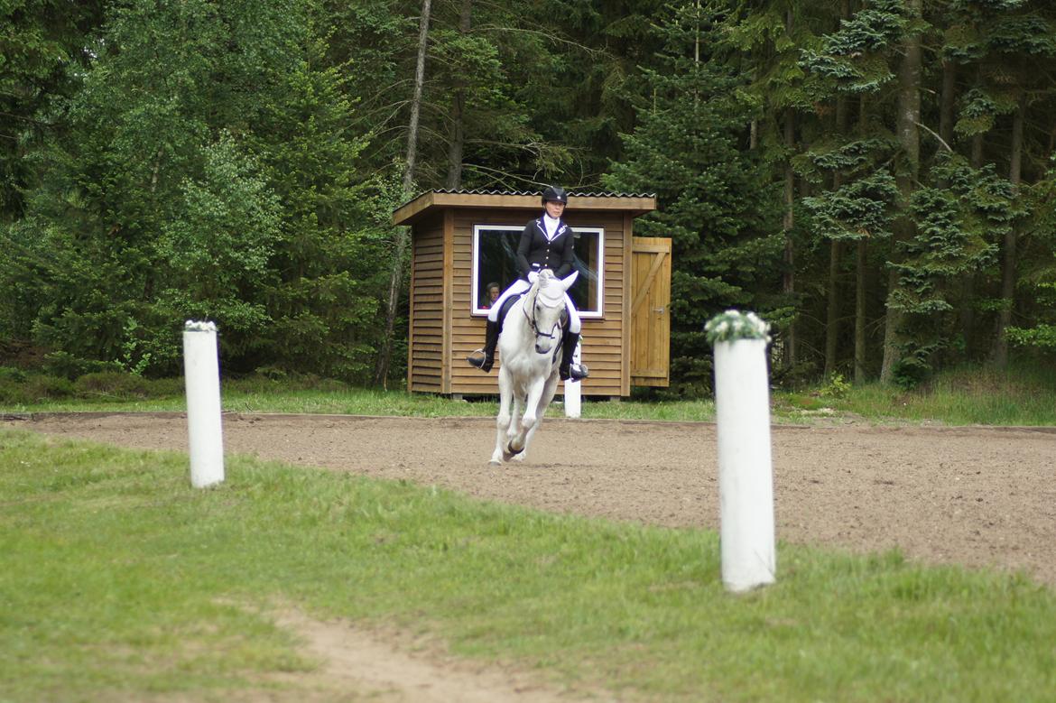 Regionsstævne Haderup rideklub 28.05.16 billede 2