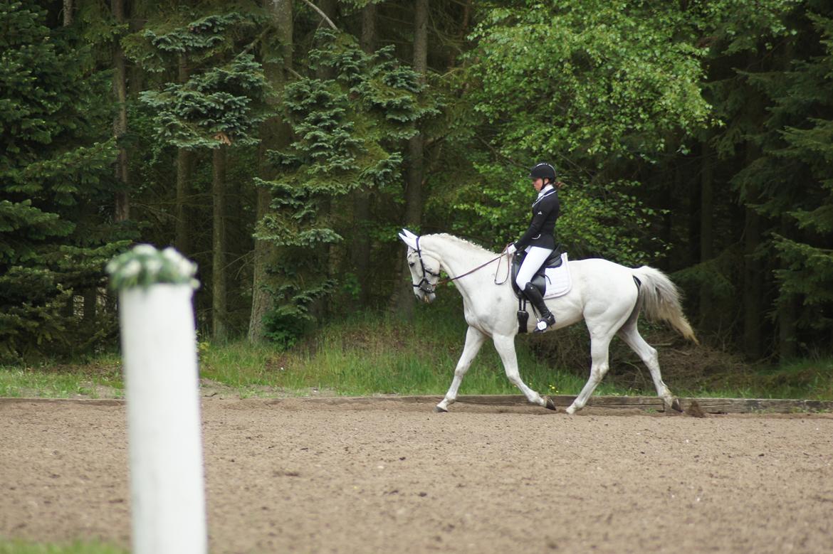 Regionsstævne Haderup rideklub 28.05.16 billede 4