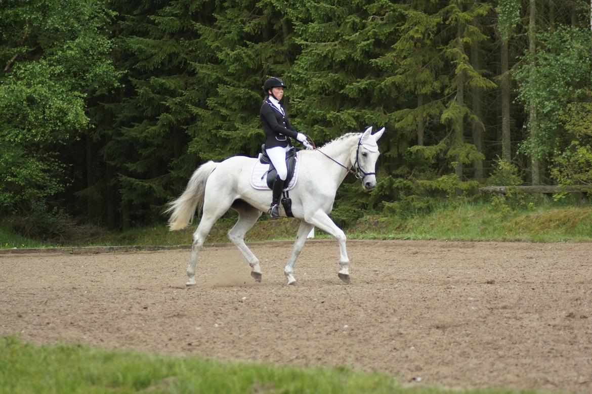 Regionsstævne Haderup rideklub 28.05.16 billede 9