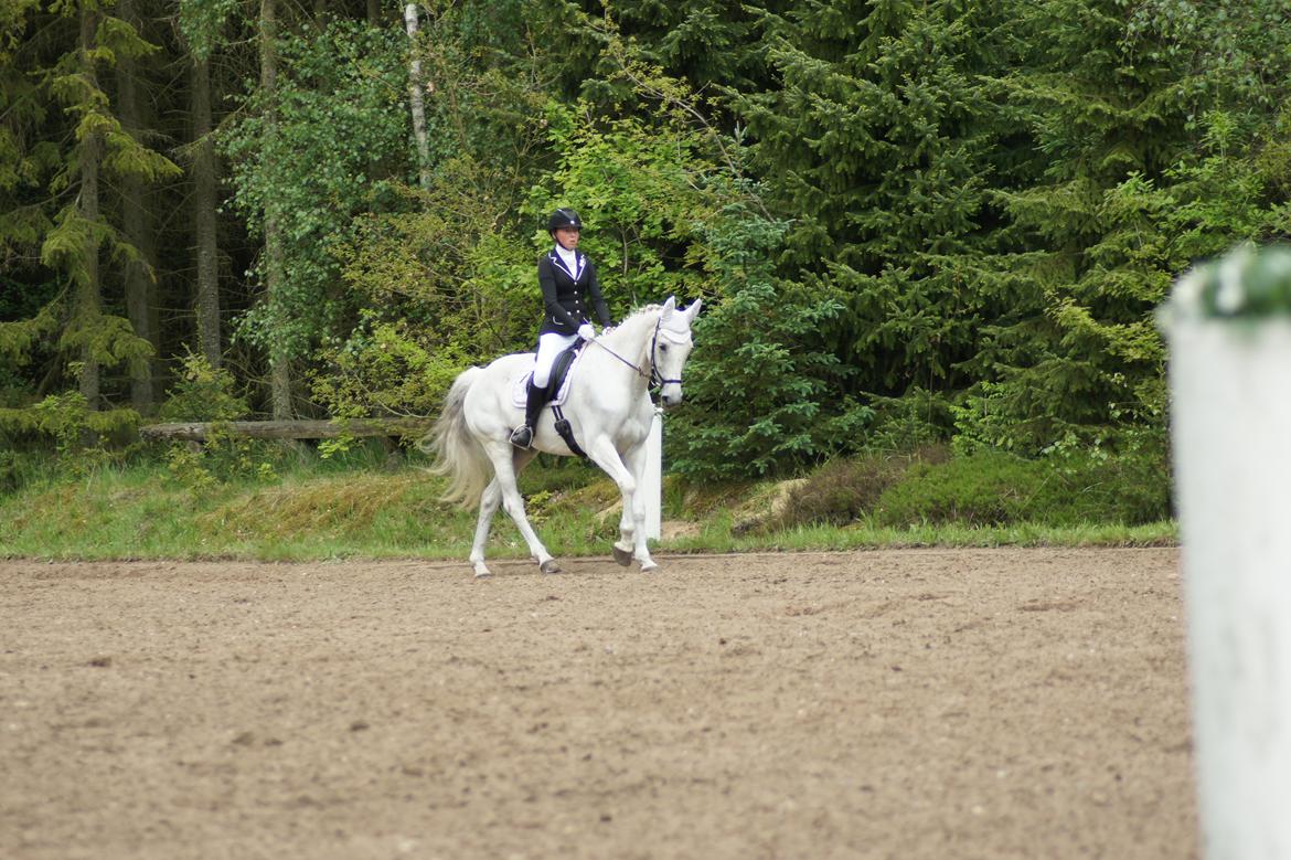 Regionsstævne Haderup rideklub 28.05.16 billede 11