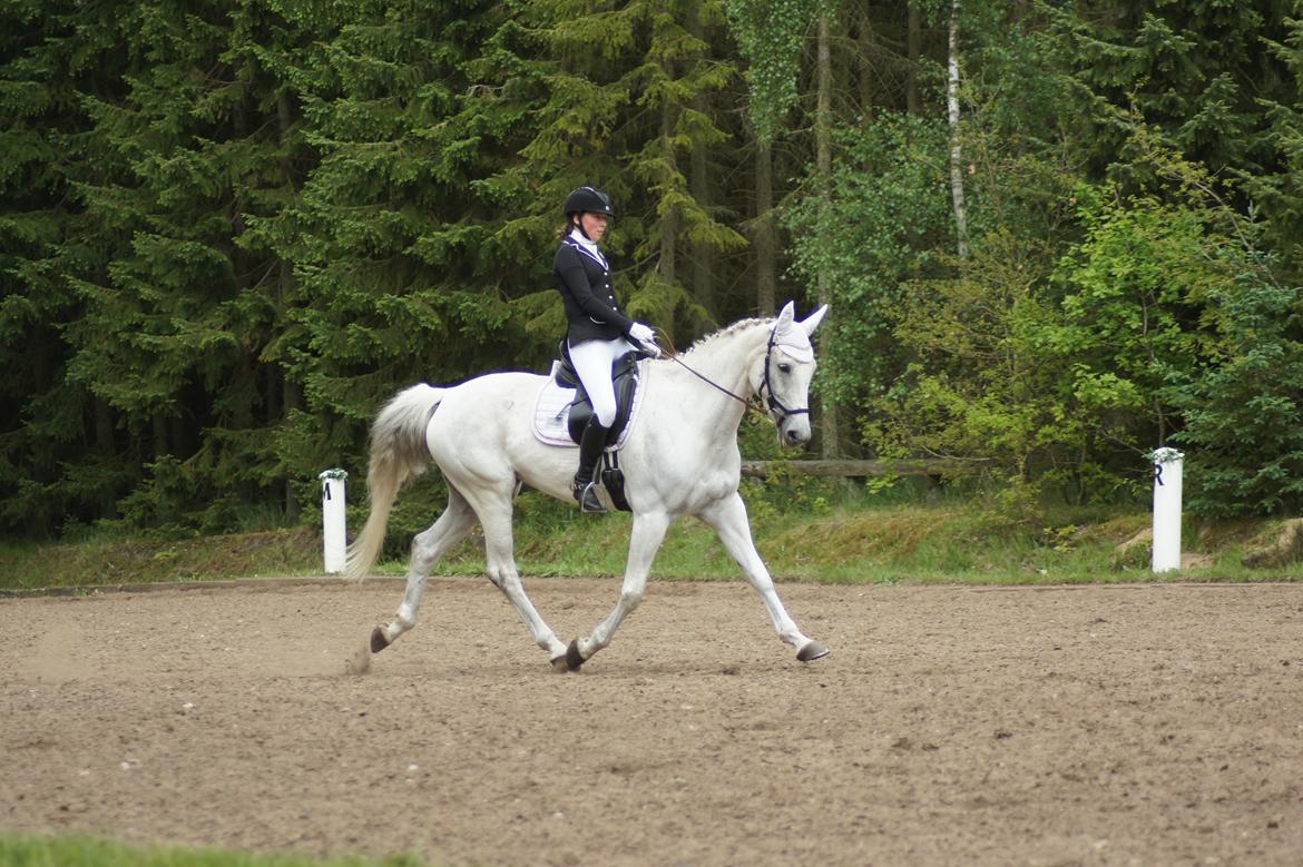 Regionsstævne Haderup rideklub 28.05.16 billede 10