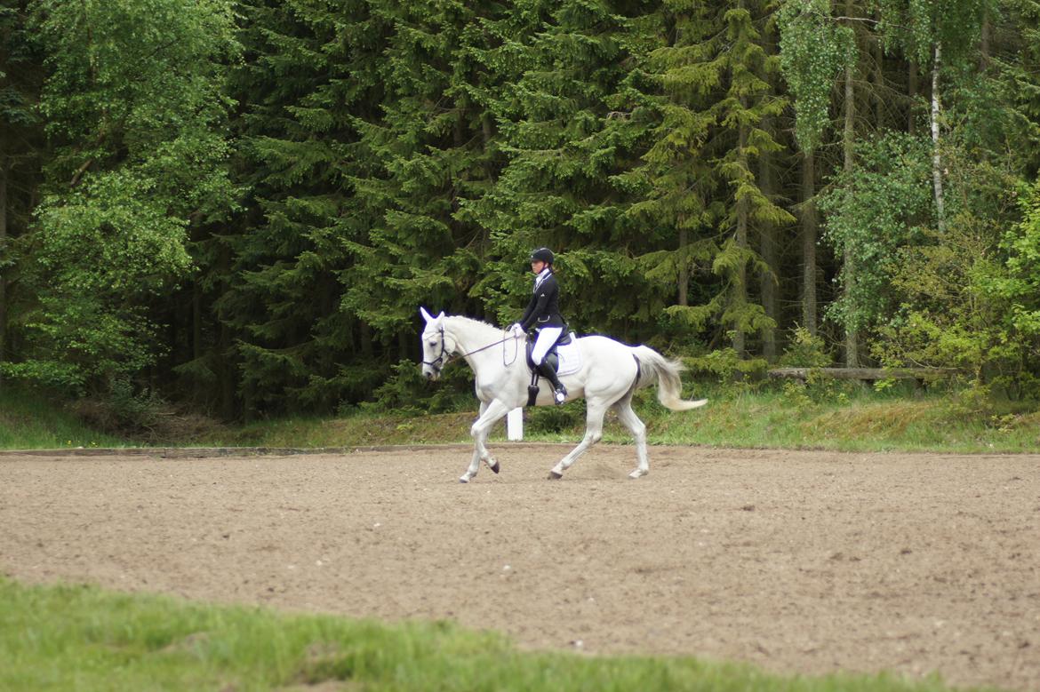 Regionsstævne Haderup rideklub 28.05.16 billede 12