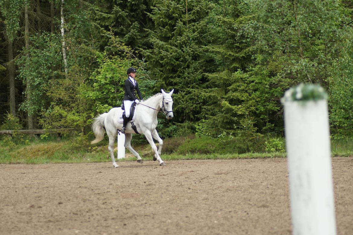 Regionsstævne Haderup rideklub 28.05.16 billede 15