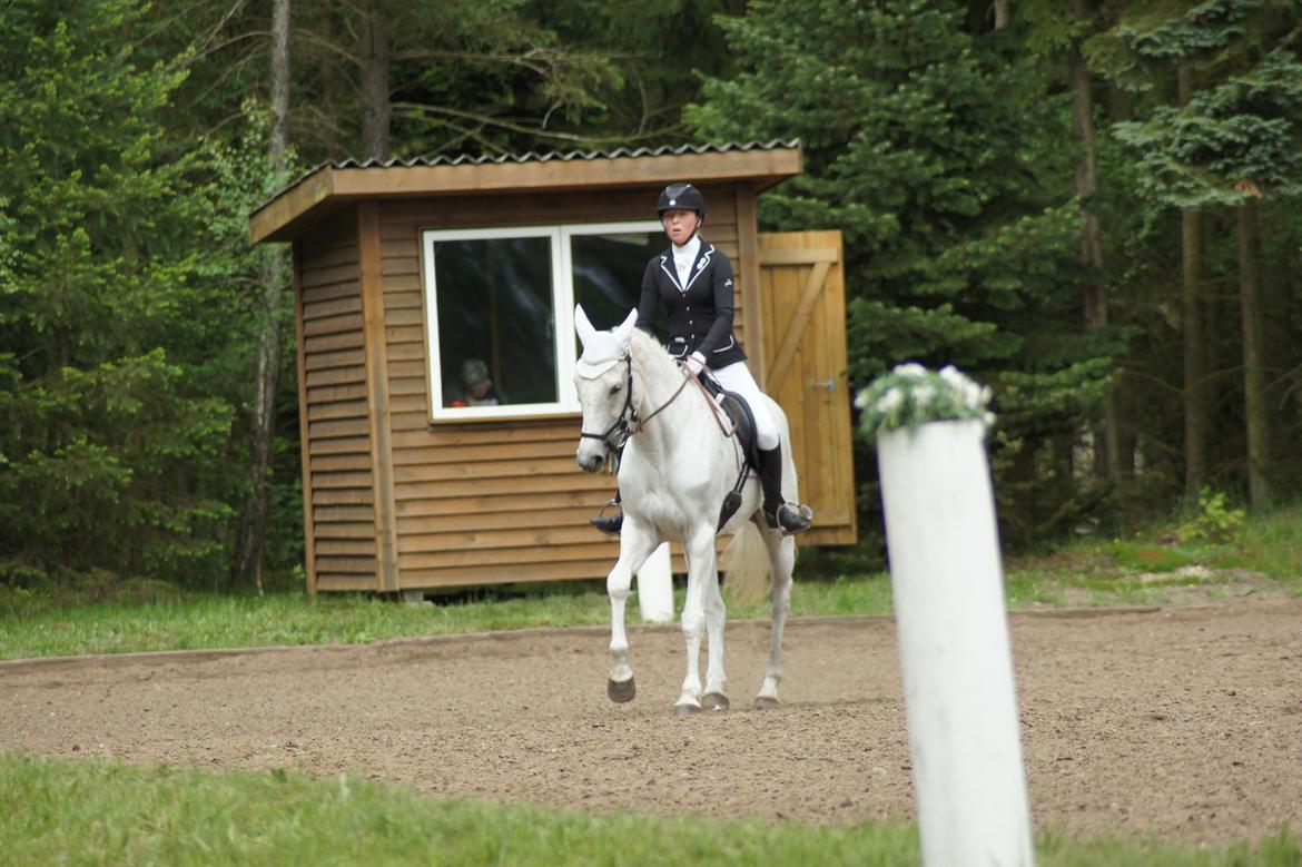 Regionsstævne Haderup rideklub 28.05.16 billede 16