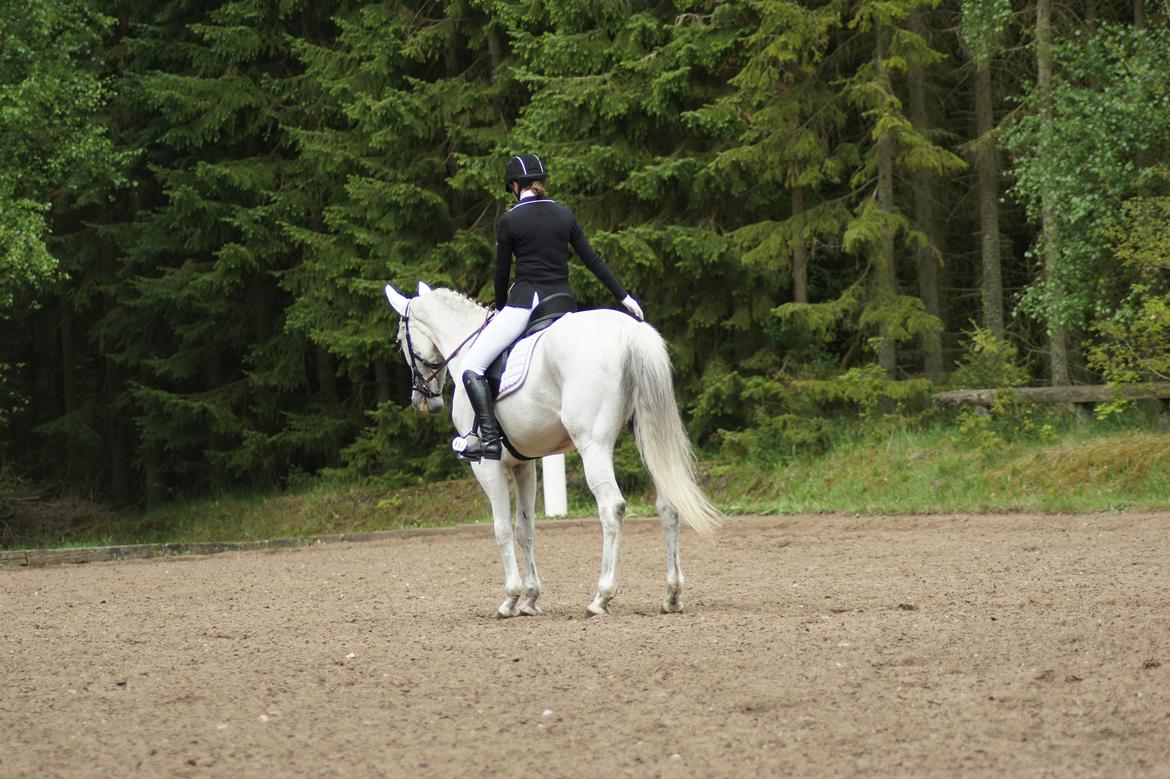Regionsstævne Haderup rideklub 28.05.16 billede 17