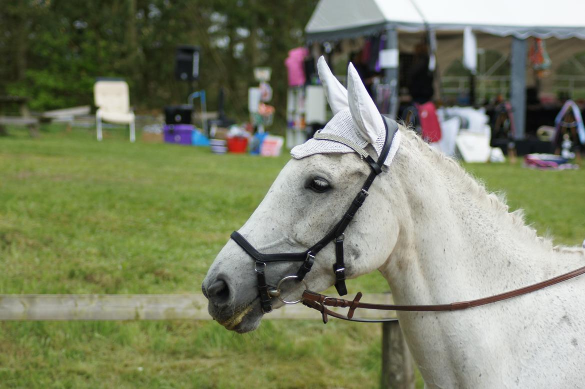 Regionsstævne Haderup rideklub 28.05.16 billede 23