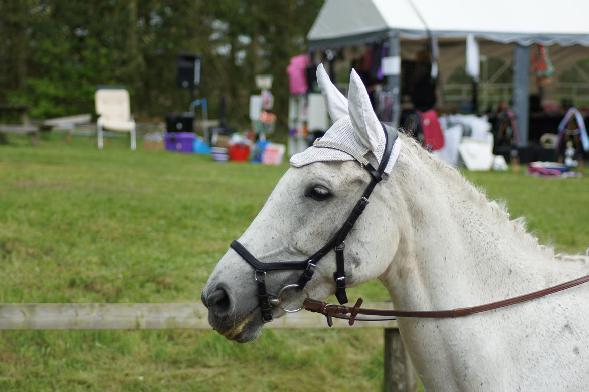 Regionsstævne Haderup rideklub 28.05.16 billede 25