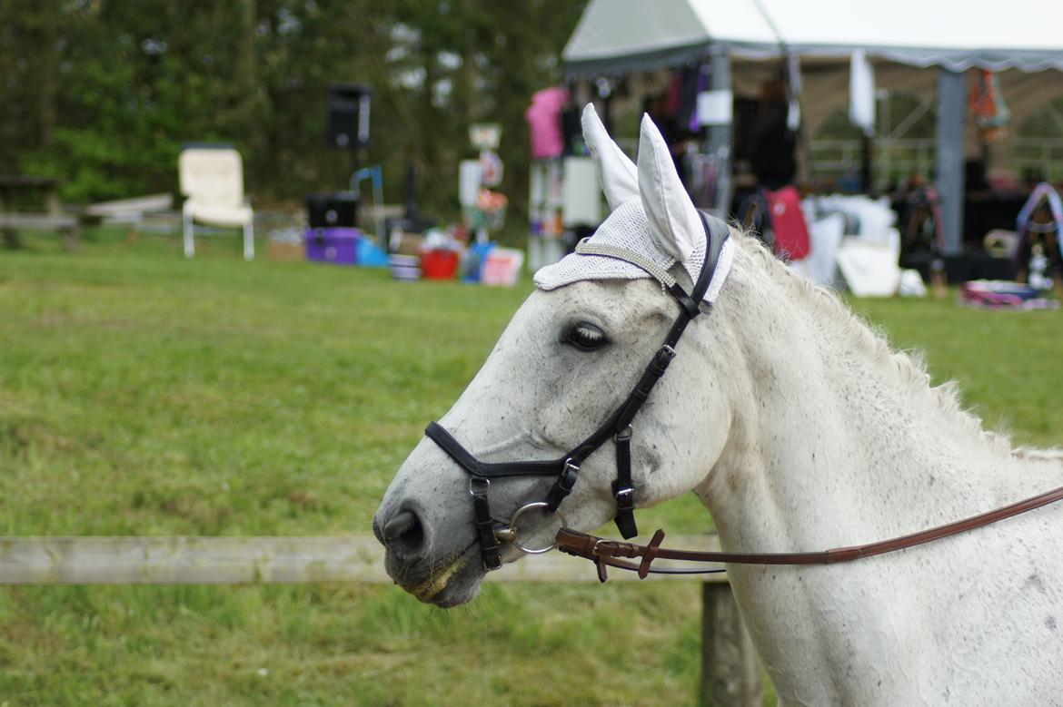 Regionsstævne Haderup rideklub 28.05.16 billede 24