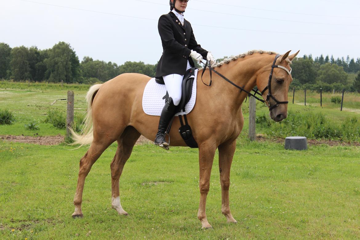 Ørsted rideklub 25-06-16 billede 1