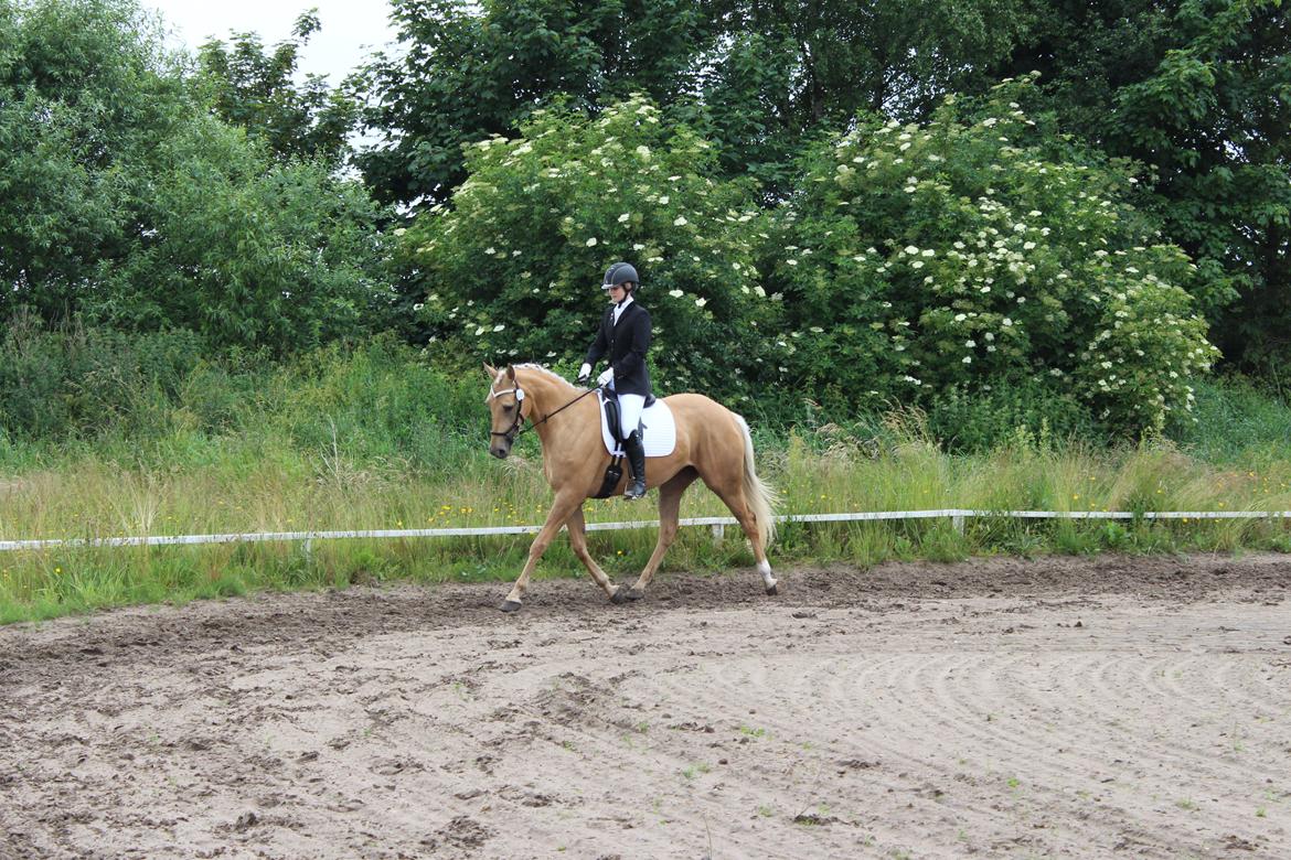 Ørsted rideklub 25-06-16 billede 4