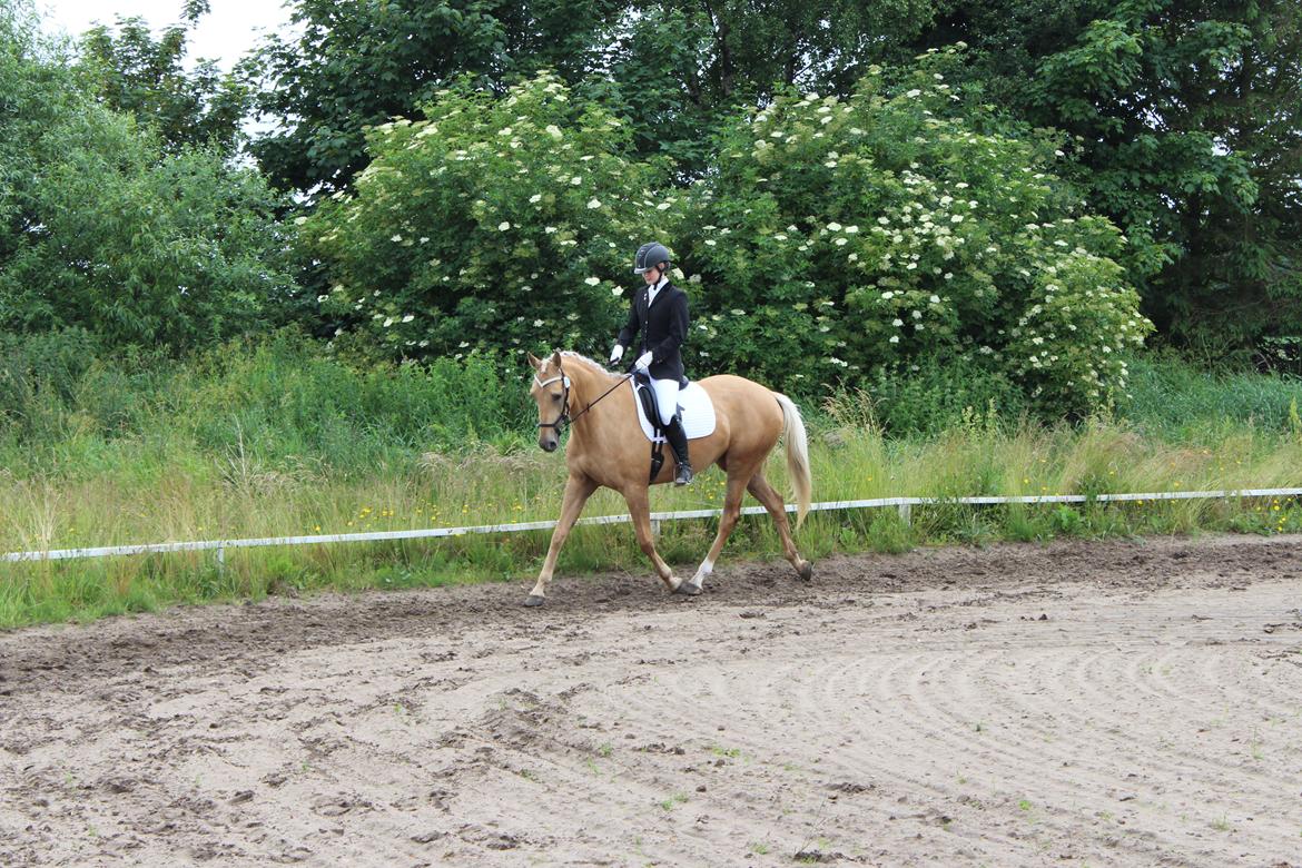 Ørsted rideklub 25-06-16 billede 5