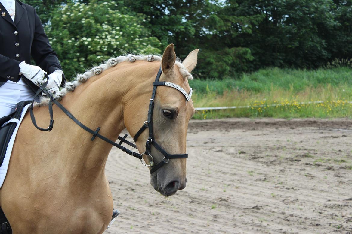 Ørsted rideklub 25-06-16 billede 6